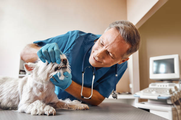 Best Emergency Dental Services for Seniors in Bryant, WA